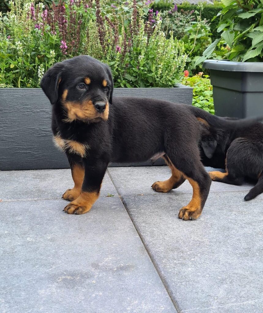 Rottweiler puppy