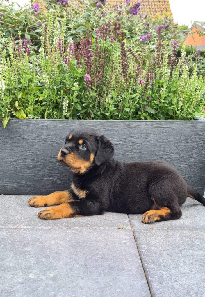 Een Rottweiler kopen bij Jan Adams