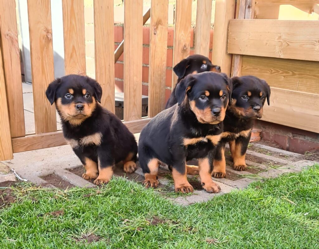 Rottweiler fokker