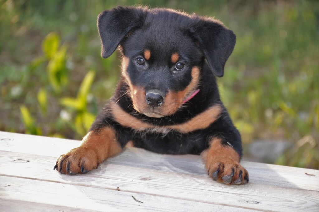 Wat de Rottweiler prijs bepaald