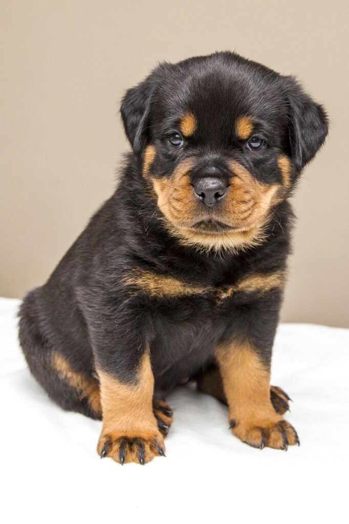 Een Rottweiler kopen: dit zijn de stappen die je moet nemen
