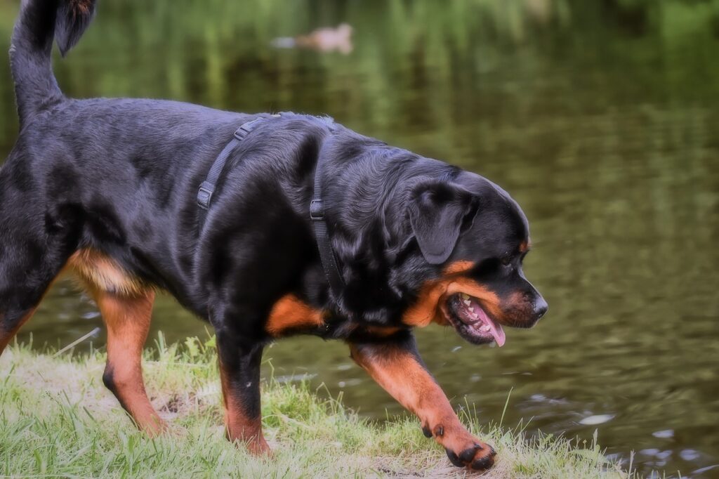 Een Rottweiler fokker: waar moet je op letten?