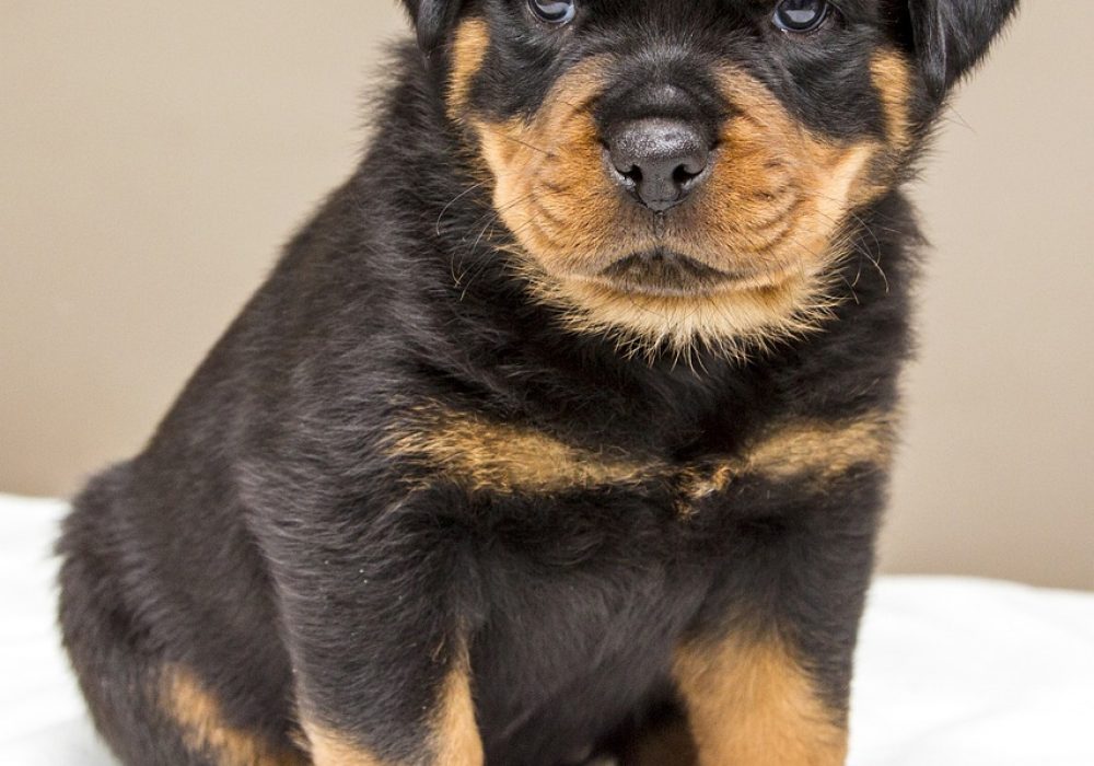 Karaktereigenschappen van een Rottweiler