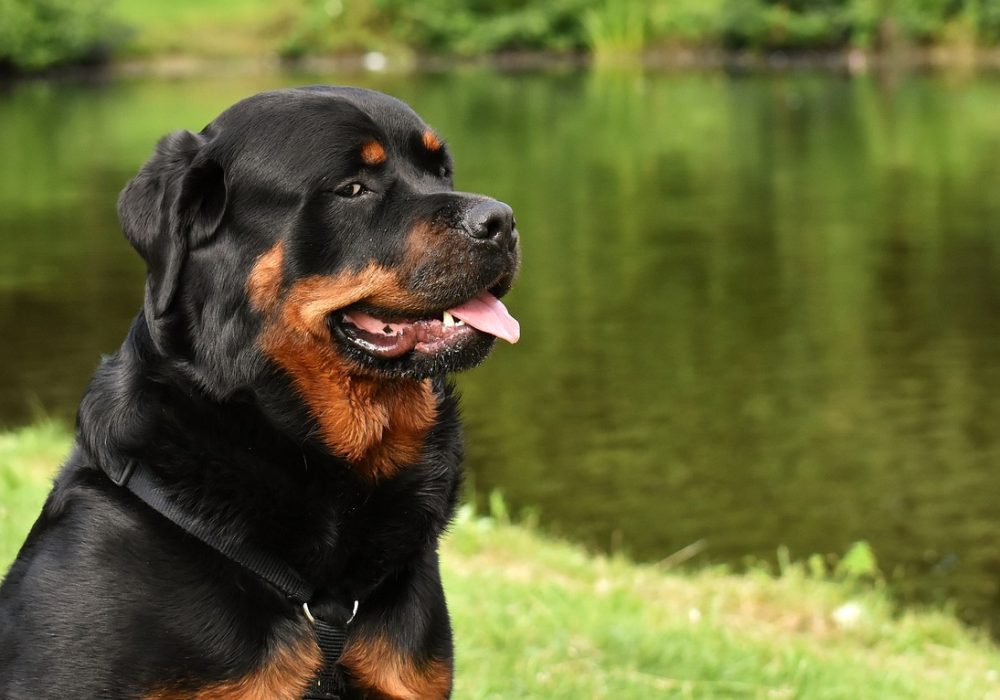 Rottweiler puppys